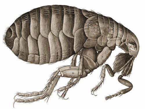 Detailed illustration of a flea, showcasing its segmented body and legs, with labeled anatomical features.