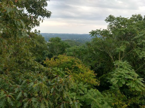 Lush green trees with varying shades, overlooking a distant landscape under a cloudy sky.