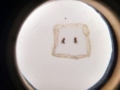 Two small figures are seen through a circular lens, surrounded by a light-colored border and a textured background.