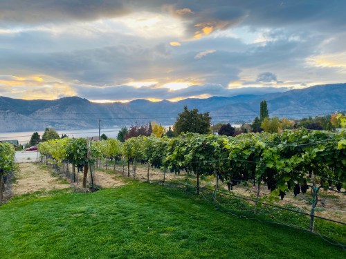 A scenic vineyard at sunset, with lush grapevines and mountains in the background under a cloudy sky.