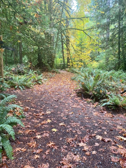 A serene forest path covered in fallen leaves, surrounded by lush greenery and autumn colors.
