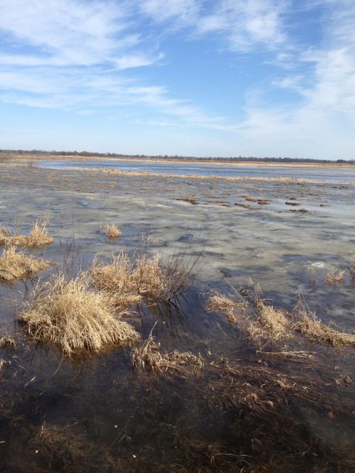 A serene wetland scene with patches of grass and water under a clear blue sky.