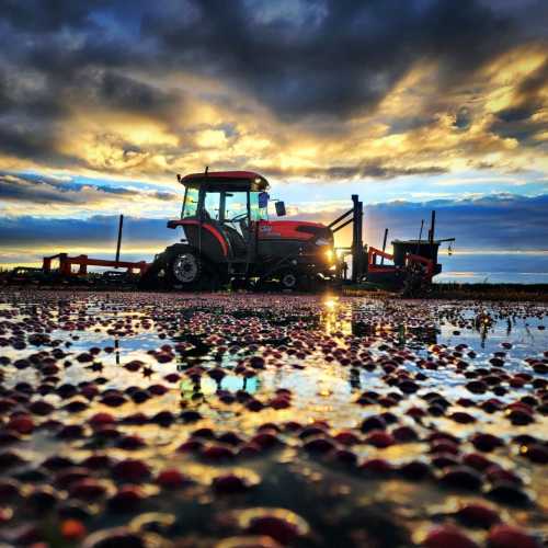 A tractor in a cranberry bog reflects the colorful sky at sunset, with water pooling around the berries.