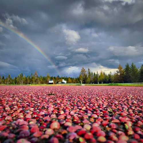 A vibrant cranberry field under a cloudy sky with a rainbow in the background.