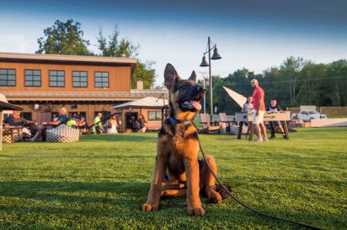 A happy dog sits on green grass in a lively outdoor setting with people enjoying themselves in the background.