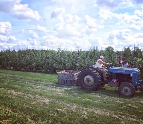 A farmer drives a blue tractor with a trailer, surrounded by apple trees under a cloudy sky.