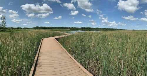 A winding wooden boardwalk through tall grass, leading to a serene wetland under a blue sky with fluffy clouds.