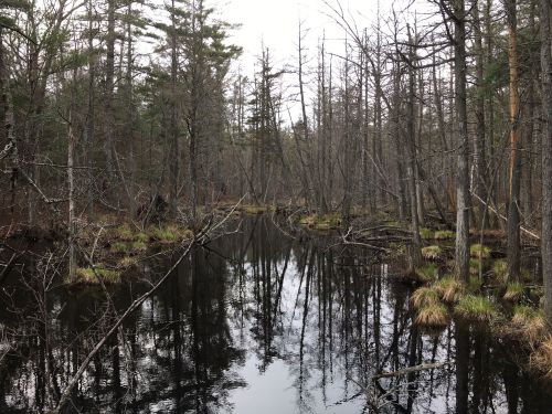 A serene wetland scene with still water reflecting bare trees and patches of grass, surrounded by a forest.