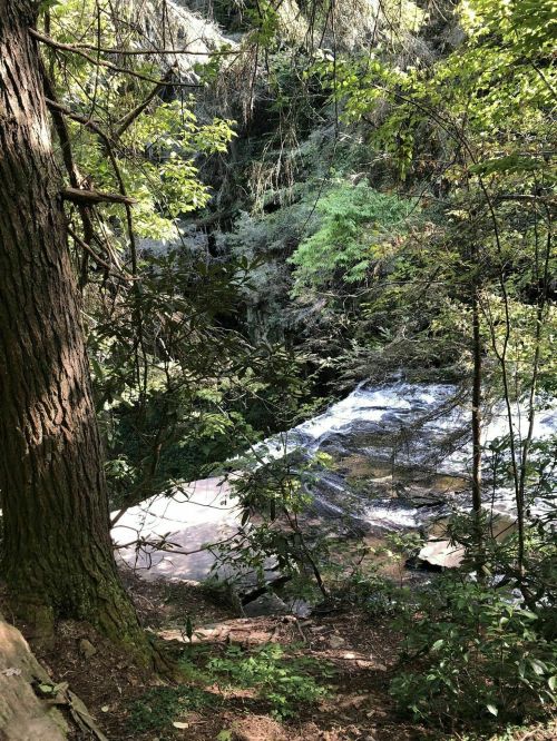 A serene forest scene with lush green trees surrounding a small waterfall cascading over rocks.