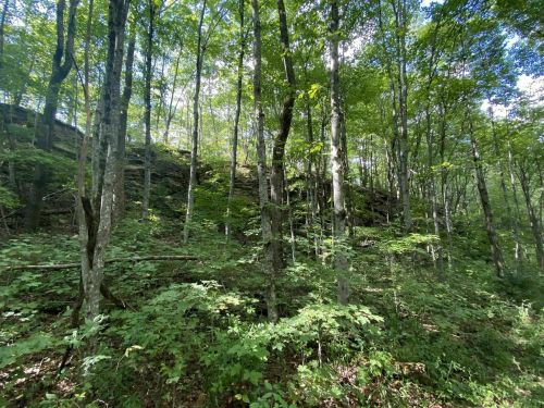 Lush green forest with tall trees and rocky outcrops, dappled sunlight filtering through the leaves.