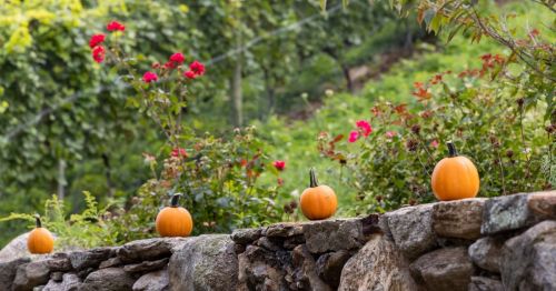 Pumpkin Wall