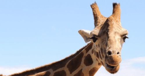 A close-up of a giraffe with distinctive patterns and a clear blue sky in the background.