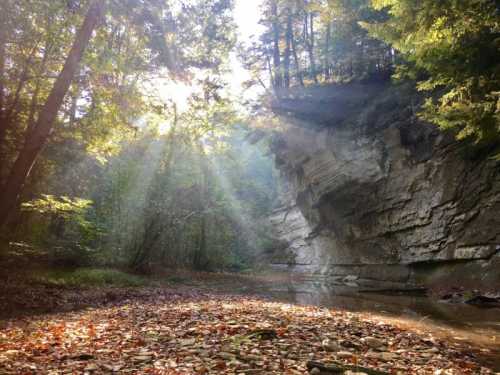 Sunlight streams through trees onto a rocky cliff by a calm stream, surrounded by autumn leaves and lush greenery.