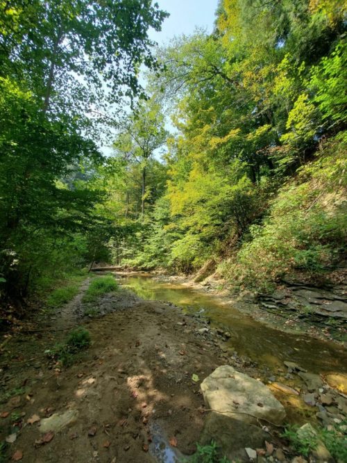 A serene forest scene with a narrow stream, surrounded by lush green trees and rocky terrain under a clear blue sky.