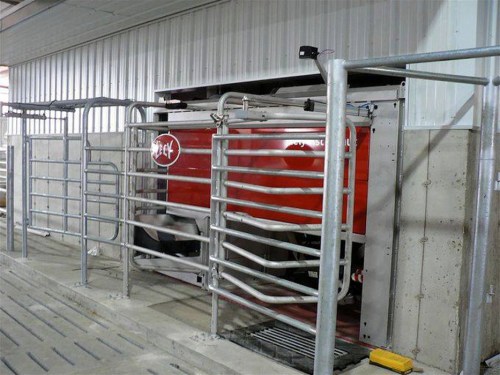 A red automated milking machine in a barn, surrounded by metal fencing and gates.