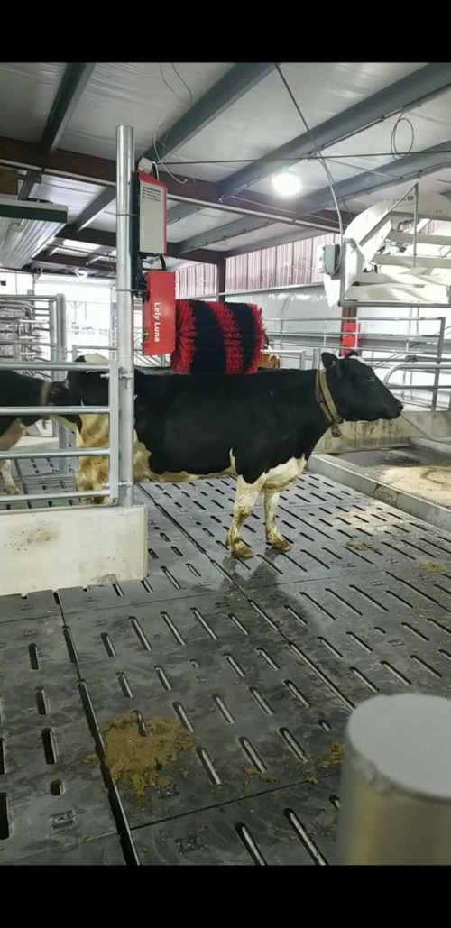 A black and white cow stands in a barn next to a grooming brush, surrounded by metal fencing and a clean floor.