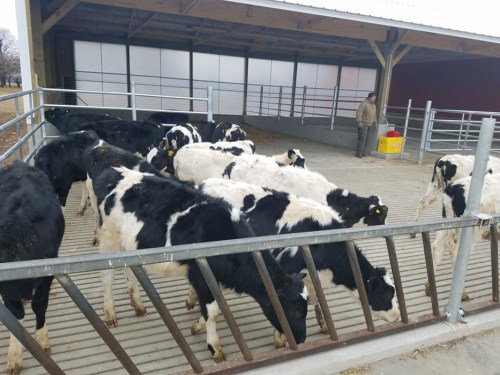 A group of black and white cows in a barn, with a person standing nearby near a feeding area.