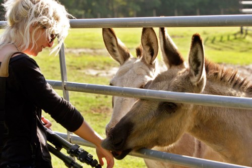 A person with blonde hair interacts with two horses at a fence in a green pasture.