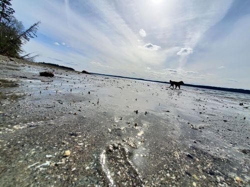 A dog walks along a wet, sandy beach under a bright sky with scattered clouds and distant trees.