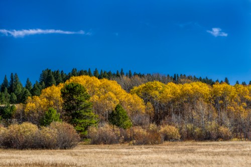 A vibrant landscape featuring golden autumn trees against a blue sky, with a grassy field in the foreground.
