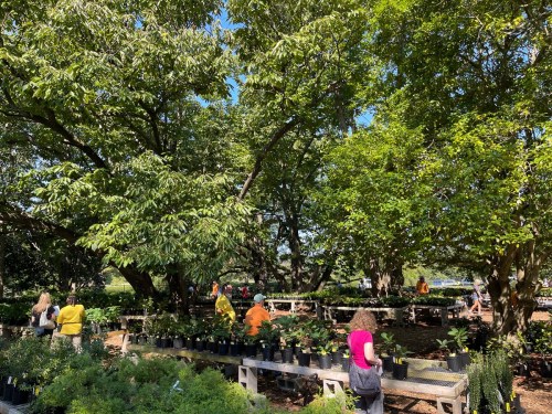 A vibrant plant nursery with people browsing among potted plants under large trees on a sunny day.