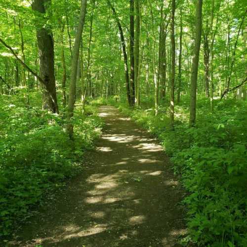 A sunlit path winding through a lush green forest, surrounded by tall trees and vibrant foliage.