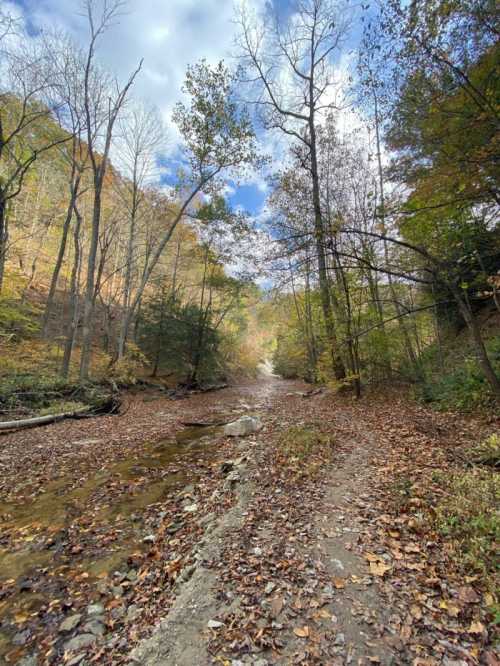 A serene forest path lined with autumn leaves, leading through trees under a partly cloudy sky.