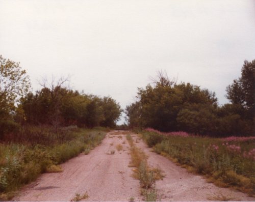 A deserted dirt road surrounded by overgrown grass and trees, with hints of wildflowers along the edges.