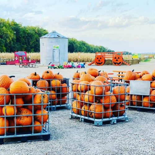 A farm scene with large crates of pumpkins, a cornfield in the background, and colorful play structures nearby.
