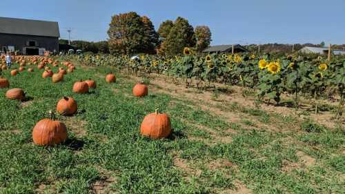 A pumpkin patch with bright orange pumpkins and tall sunflowers under a clear blue sky.