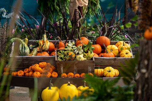A vibrant display of various pumpkins and gourds in wooden crates, surrounded by greenery and colorful flowers.