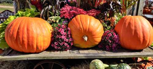 Three large pumpkins surrounded by colorful flowers on a wooden cart, set against a sunny outdoor backdrop.