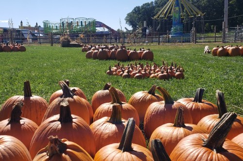 A field of pumpkins with a carnival ride in the background on a sunny day.