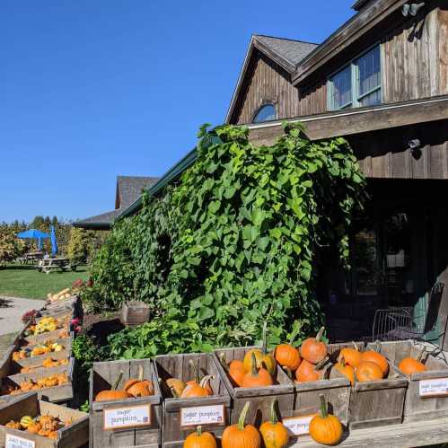 A rustic farmhouse with a garden, surrounded by pumpkins and vibrant green vines on a sunny day.