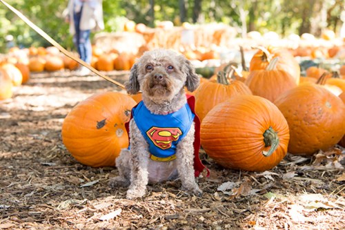 A small dog in a superhero costume sits among pumpkins in a sunny outdoor setting.