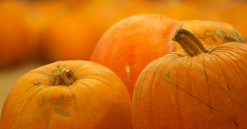 A close-up of three orange pumpkins standing next to one another.
