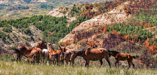 A group of horses grazing on a hillside with a backdrop of burnt trees and lush green vegetation.