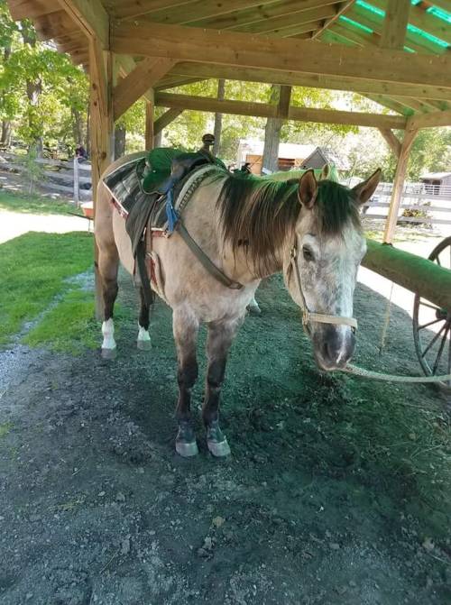 A gray horse stands under a wooden shelter, wearing a saddle and bridle, with green grass and trees in the background.