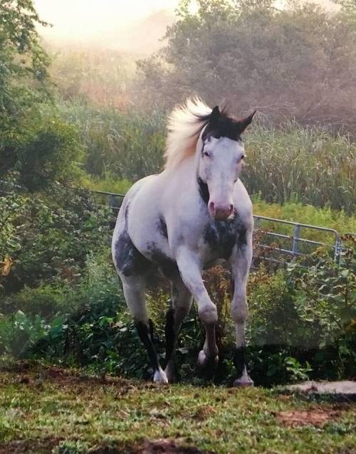 A white horse with black spots runs through a lush, green landscape, surrounded by trees and mist.