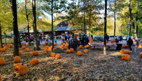 A pumpkin patch with numerous orange pumpkins scattered among trees and people enjoying the autumn scenery.