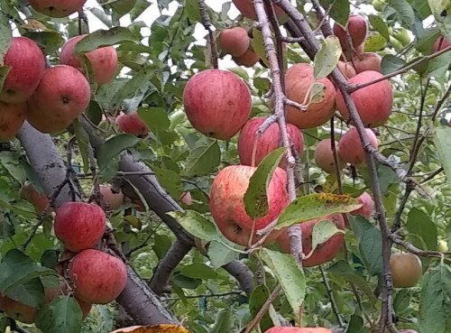 A close-up of a tree branch laden with ripe red apples surrounded by green leaves.