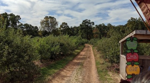 A dirt path through an apple orchard, surrounded by trees under a partly cloudy sky.