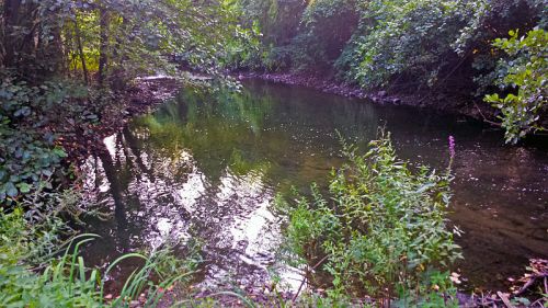 A serene river surrounded by lush greenery, reflecting trees and plants on its calm surface.