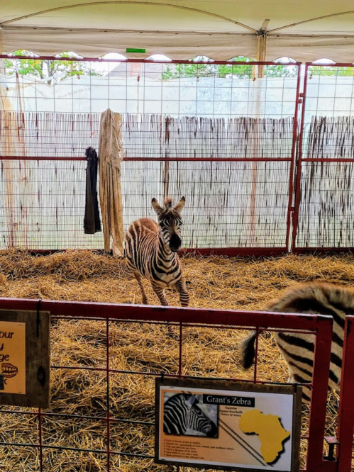 A young zebra stands in a pen with straw, surrounded by fencing and informational signs about Grant's Zebra.