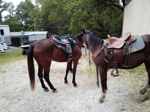 Two saddled horses stand on a gravel path near a barn, surrounded by trees and a trailer in the background.