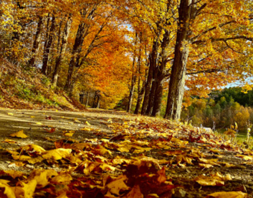 A scenic autumn pathway lined with vibrant orange and yellow trees, covered in fallen leaves.