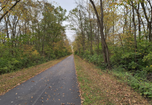 A peaceful, tree-lined path with fallen leaves, surrounded by greenery and autumn colors.