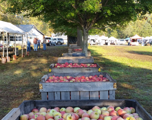 Rows of wooden crates filled with apples, set in a market area with tents and trees in the background.