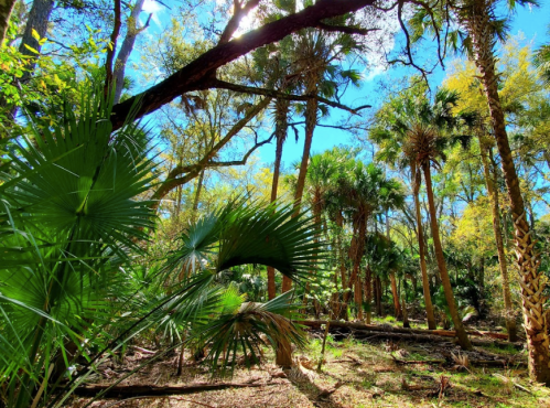 Lush green forest with tall palm trees and sunlight filtering through the leaves, creating a vibrant, tropical atmosphere.