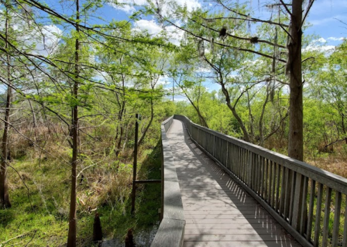 A wooden boardwalk winds through a lush green landscape with trees and blue skies.